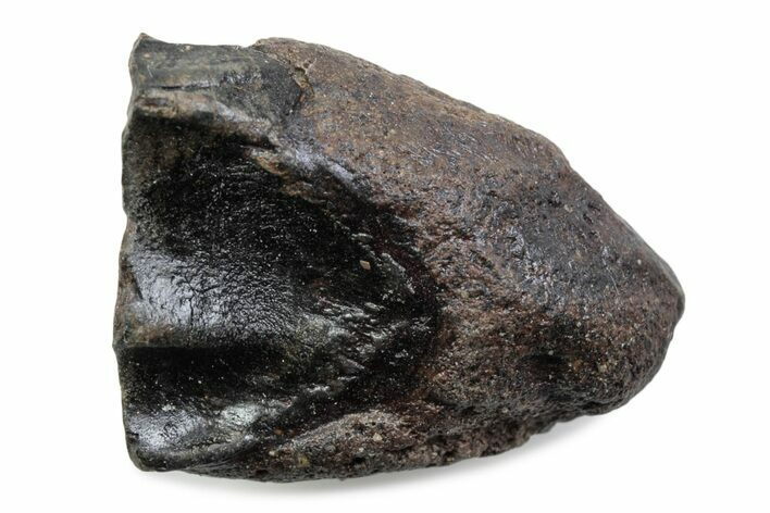 Fossil Triceratops Shed Tooth - Wyoming #376783